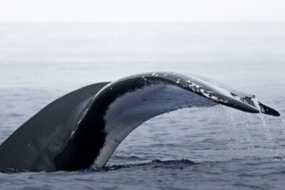 Watch and Swim with Humpback Whales in Moorea