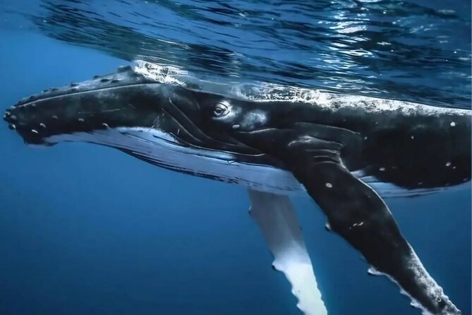 Watch and Swim with Humpback Whales in Moorea - Why the small group changes the value
