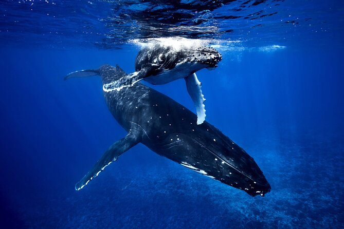 WHALE TOUR - Watching and Swimming with Whales - Key points at a glance