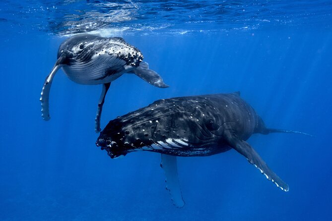 WHALE TOUR - Watching and Swimming with Whales - Leaving Moorea’s cruise quay