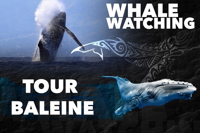 WHALE TOUR - Watching and Swimming with Whales - Watching mothers, calves, and dolphins from the boat