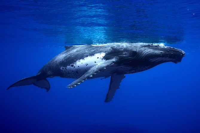 WHALE TOUR - Watching and Swimming with Whales - A respectful approach to wild animals