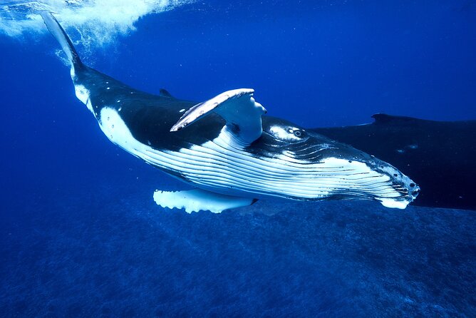 WHALE TOUR - Watching and Swimming with Whales - How much value do you get for $327.95?
