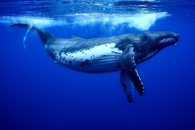 WHALE TOUR - Watching and Swimming with Whales - What to bring and how to prepare