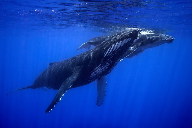 WHALE TOUR - Watching and Swimming with Whales - Who will enjoy this Moorea whale tour?