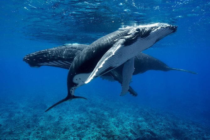 WHALE TOUR - Watching and Swimming with Whales - The boat ride and the search for humpbacks