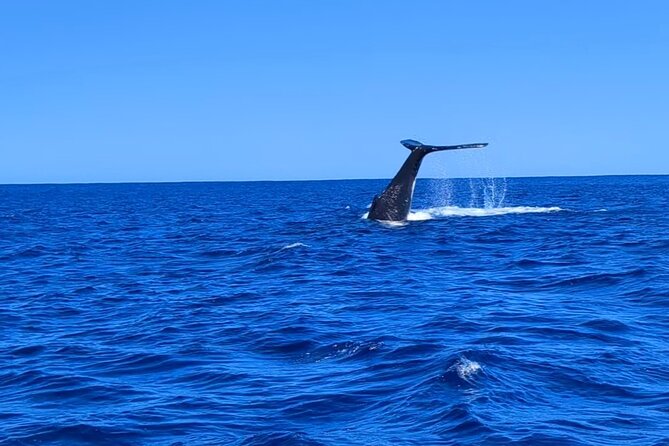 Whale watching 6 people half day - Key things to know before you book