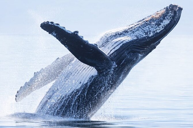 Whale watching 6 people half day - Searching Moorea’s waters for humpback whales