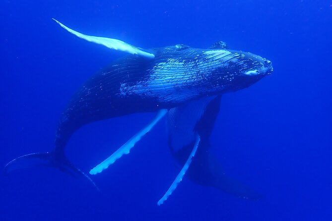 Whale watching 6 people half day - The small group and the crew’s role