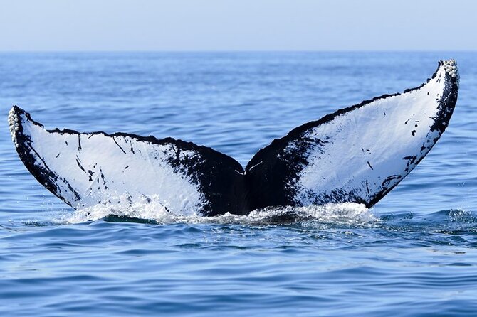 Whale watching 6 people half day - Weather, sea conditions, and comfort