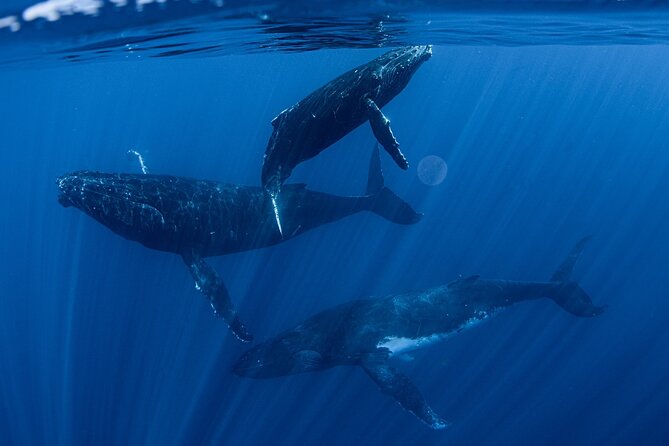 Whale Watching Activity - Key details to know before booking