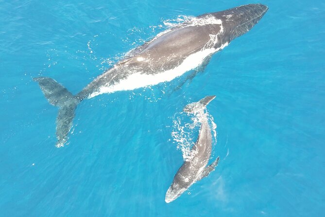 Whale Watching Activity - Why Tahiti is a special place for whale watching