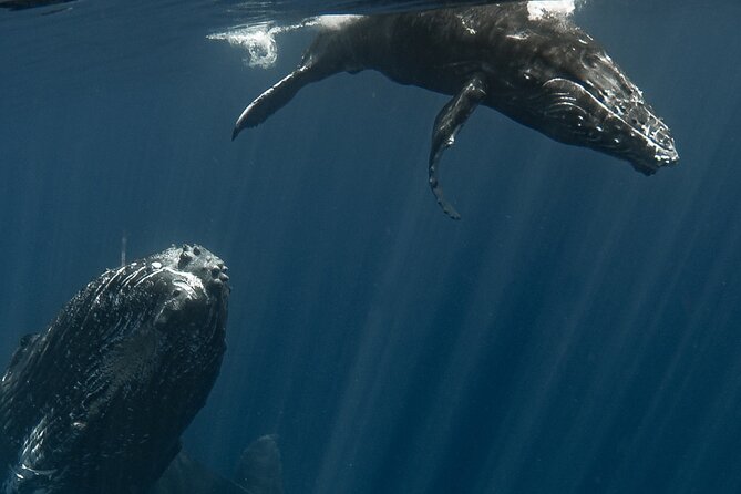 Whale Watching Activity - Reef snorkeling and a possible turtle encounter