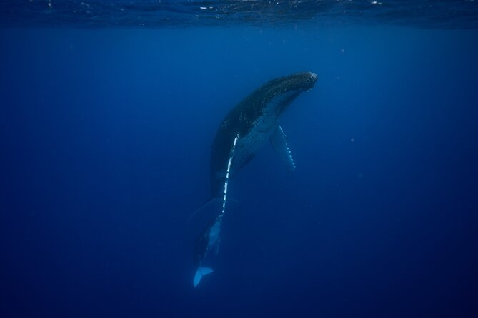 Whale watching and snorkelling in Moorea - Searching Moorea’s waters for humpback whales