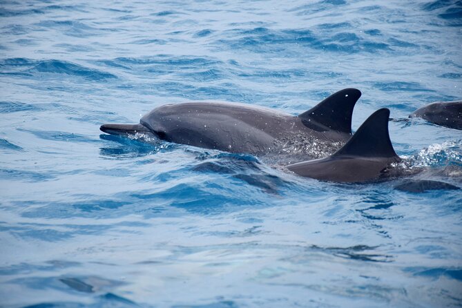 Whale watching and snorkelling in Moorea - What the four-hour format adds