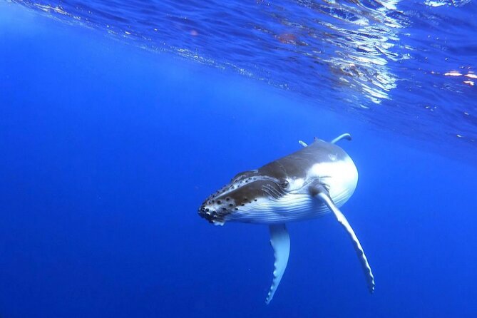 Whale watching and snorkelling in Moorea - Is $230.78 a fair price?