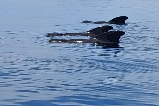Whale watching and snorkelling in Moorea - Who should book this Moorea outing?