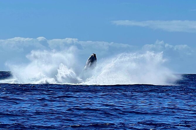 Whale watching and snorkelling in Moorea - Meeting Ivy, Christophe, and the Lagoon Vibes team