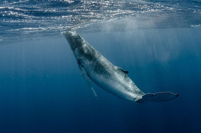 Whale Watching Bora Bora - Why Bora Bora is a special place for whale watching