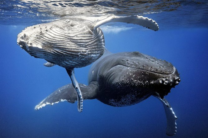 Whale Watching Bora Bora - The first hour: searching beyond Bora Bora’s reef