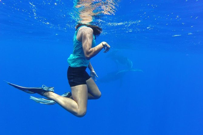 Whale Watching Bora Bora - Watching mothers, calves, and breaching whales