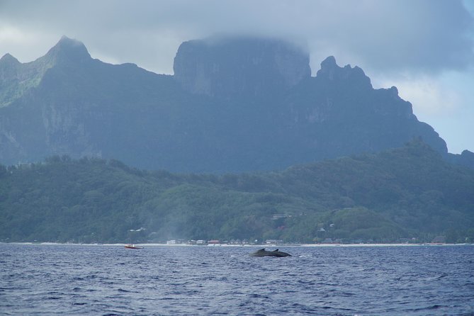 Whale Watching Bora Bora - Supplies and comfort during the 3.5-hour trip