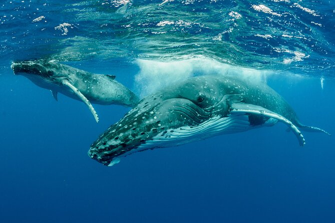 Whale watching DE Tahiti Peninsula - Why Tahiti’s peninsula is the right setting