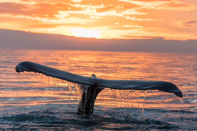 Whale watching DE Tahiti Peninsula - The in-water encounter, if conditions allow