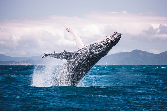 Whale watching DE Tahiti Peninsula - The crew makes a major difference