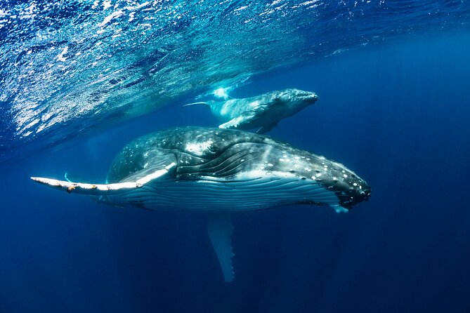 Whale watching DE Tahiti Peninsula - How much value you get for $188.27