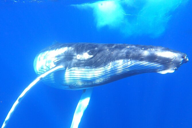 Whale watching in Moorea - Why this Moorea whale trip is different