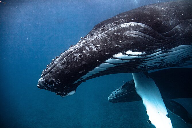 Whale watching in Moorea - The mother-and-calf possibility