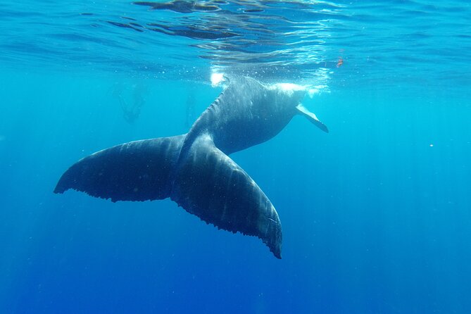 Whale watching in Moorea - Safety support in the water