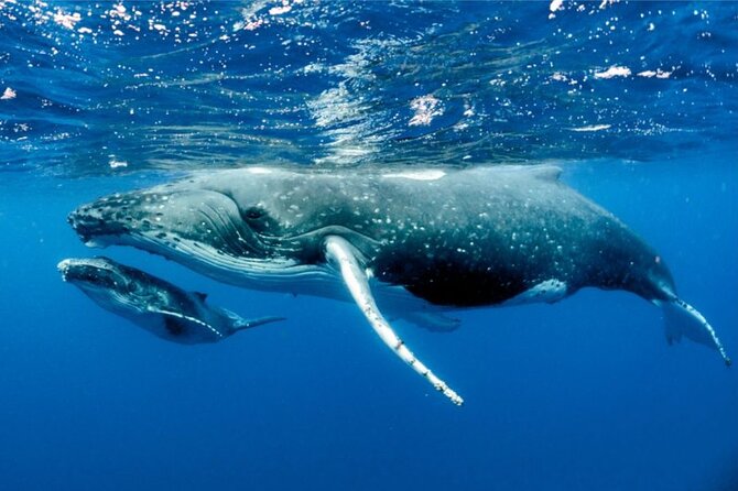 Whale watching in Moorea - Searching the open ocean for humpbacks