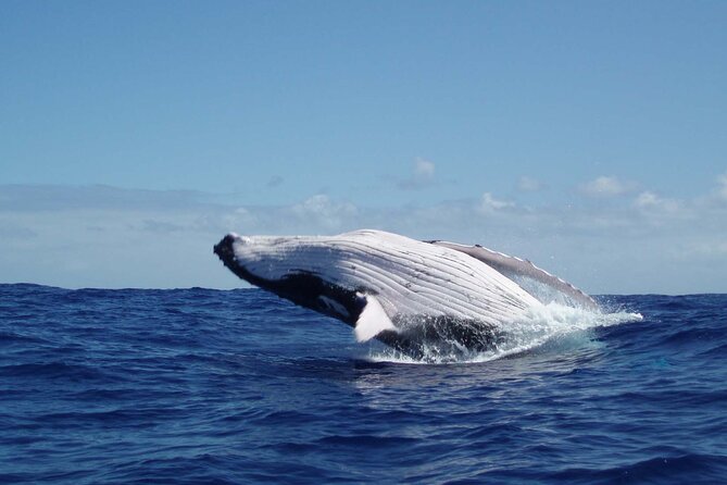 Whale watching in the calm of the peninsula with Tātahi tours - Key points to know before booking