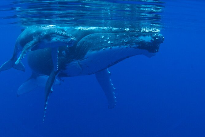Whale watching in the calm of the peninsula with Tātahi tours - Why this peninsula boat trip feels different