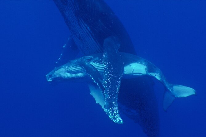Whale watching in the calm of the peninsula with Tātahi tours - The briefing before you enter the water