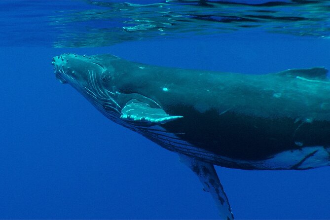 Whale watching in the calm of the peninsula with Tātahi tours - What the four hours include