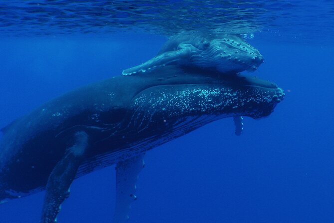 Whale watching in the calm of the peninsula with Tātahi tours - Group size, meeting point, and practical planning