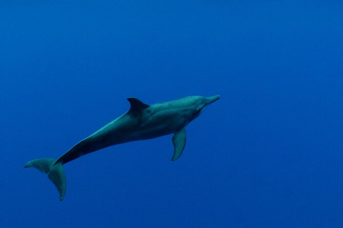 Whale watching in the calm of the peninsula with Tātahi tours - Weather, cancellations, and the risk of booking early