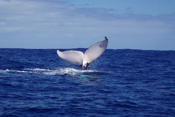 Whale watching in the calm of the peninsula with Tātahi tours - Sailing from Toahotu toward Teahupoo