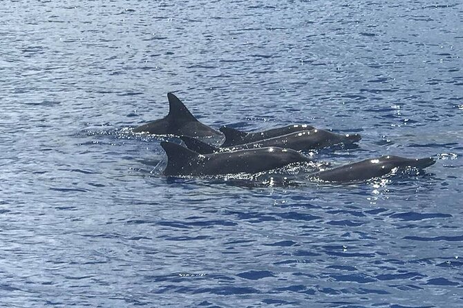 Whale Watching Moorea (non-swimming) - Key points to know before booking