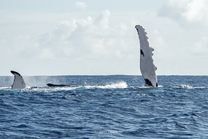 Whale Watching Moorea (non-swimming) - The possible shark and stingray stop