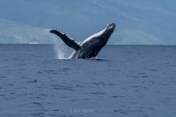 Whale Watching Moorea (non-swimming) - Small-group comfort, with small-boat limits