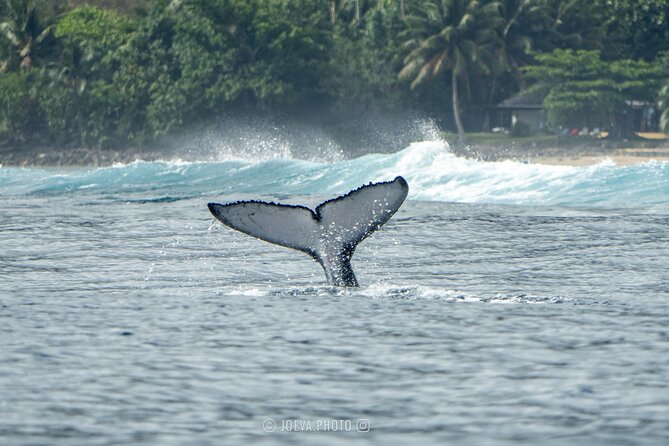 Whale Watching Moorea (non-swimming) - What the $151.83 price includes