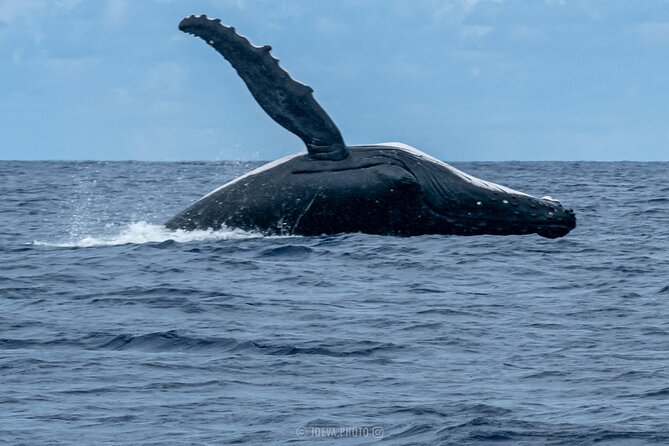 Whale Watching Moorea (non-swimming) - Safety, weather, and responsible expectations