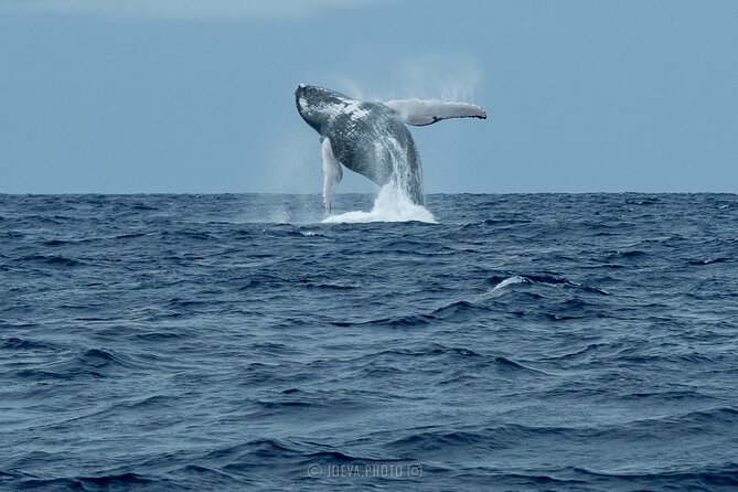 Whale Watching Moorea (non-swimming) - What to pack for the boat