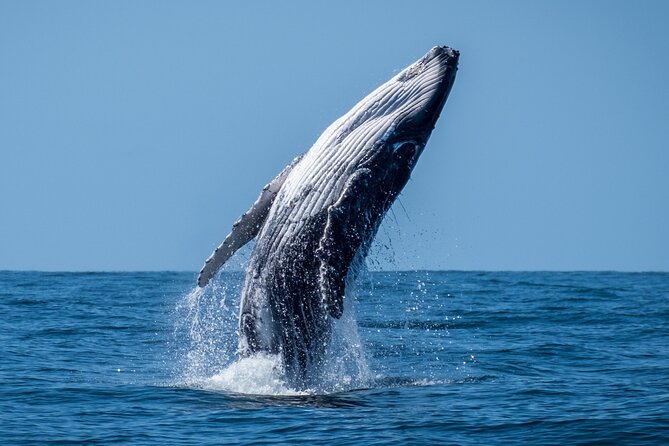 Whale Watching Moorea (non-swimming) - Dolphins, local wildlife, and the search between sightings