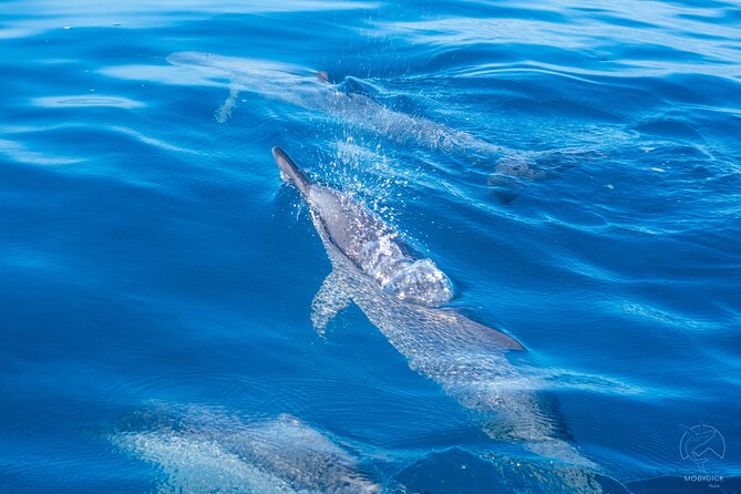 Whale watching on the preserved and quiet coast of Paea (Pk26) - Searching between Paea and Papara
