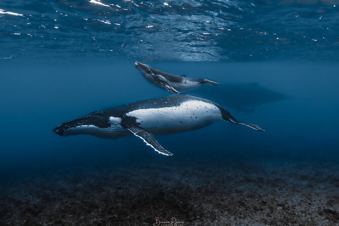 Whale Watching Shared Half Day - Key points to know before you book